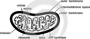 Coloring page with structure of mitochondrion photo